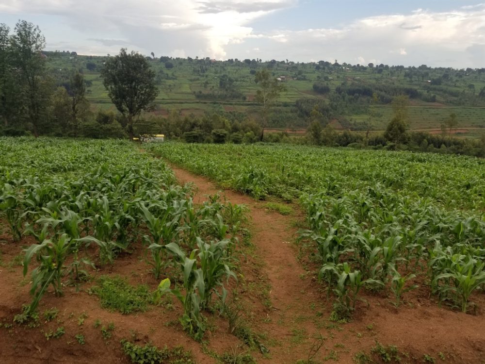 Champ de maïs de la coopérative des femmes de Mbazi